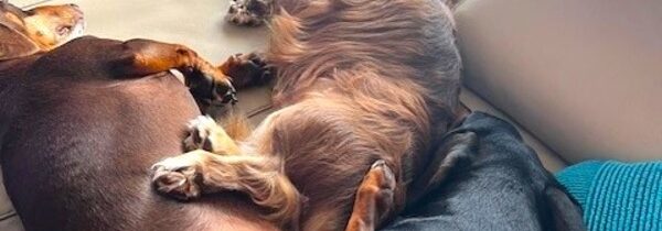 TEMPORARY DISRUPTION TO SERVICE